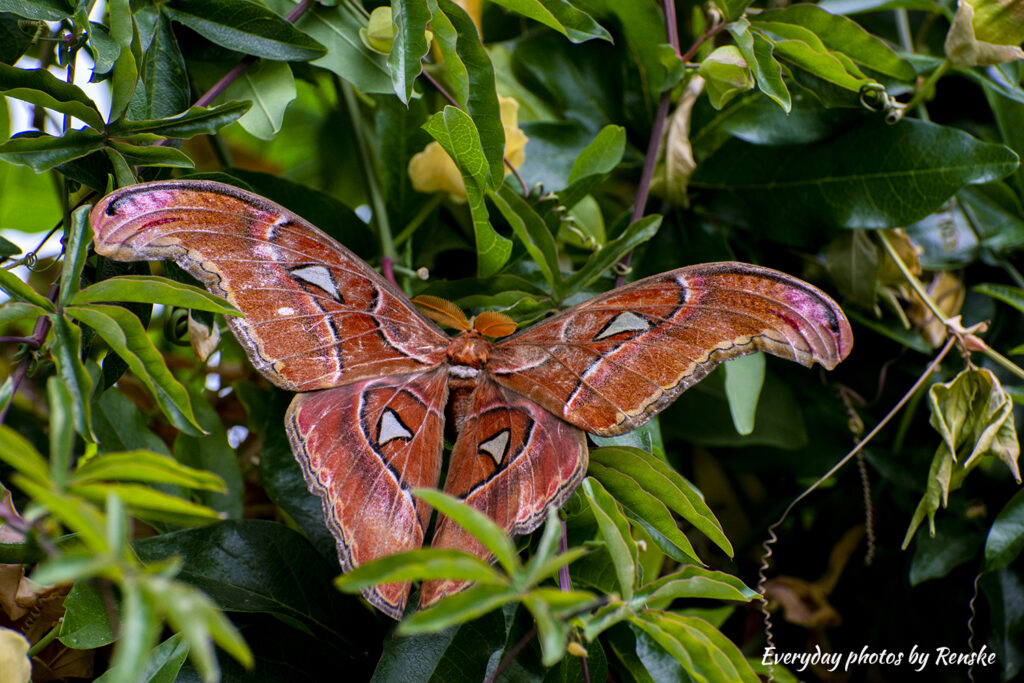 Atlasvlinders in Vlindertuin Philodila